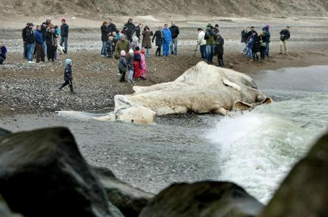 Dev balina kıyıya vurdu - Resim: 1