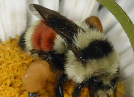 Bu işleri yapanlar paraya para demiyor - Resim: 1