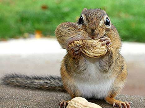 Sincabın fıstıkla zor anları - Resim: 2