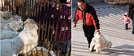 Aslanlar koyunu paramparça etti - Resim: 2