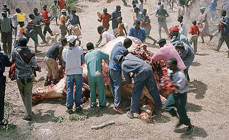 Açlıktan leş yediler! - Resim: 4