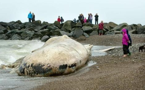 Dev balina kıyıya vurdu - Resim: 2