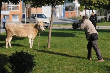 Ve yılın ilk danası kaçtı - Resim: 4