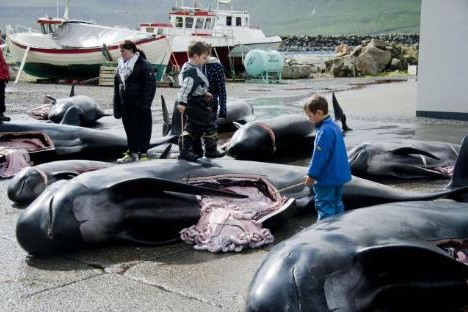 Bu görüntüleri yürek dayanmaz - Resim: 1
