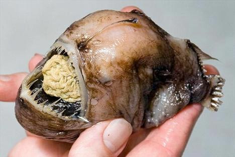 En tuhaf 7 deniz canlısı - Resim: 1