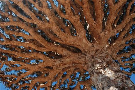 Bu ağaç kanıyor - Resim: 4