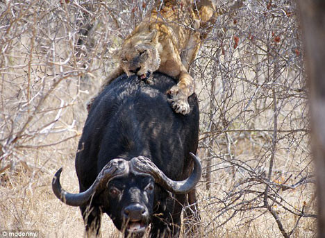 Yol ortasında av partisi - Resim: 3