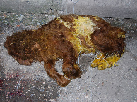 Görünce korkudan dondu kaldı 'Başı yoktu ama...' - Resim: 4