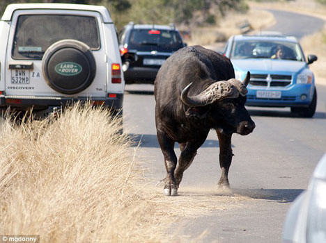 Yol ortasında av partisi - Resim: 4