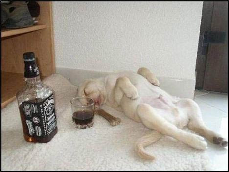 Hayvanlar aleminin en tuhaf anları - Resim: 1