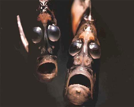 En tuhaf 7 deniz canlısı - Resim: 2