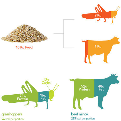 20 yıl içerisinde ana gıda böcek olacak - Resim: 4