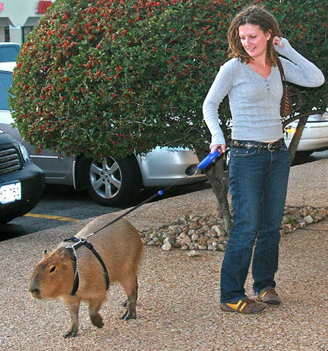 Sıradışı evcil hayvanlar - Resim: 4