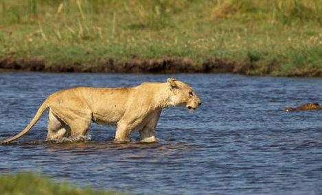 Anne aslan yavrularını böyle korudu - Resim: 2