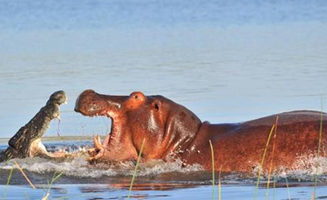 İşte doğanın en acımasız fotoğrafları - Resim: 4