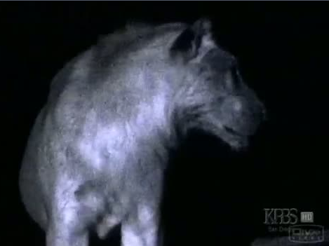 Aslanlarla timsahın ölüm kalım savaşı - Resim: 2