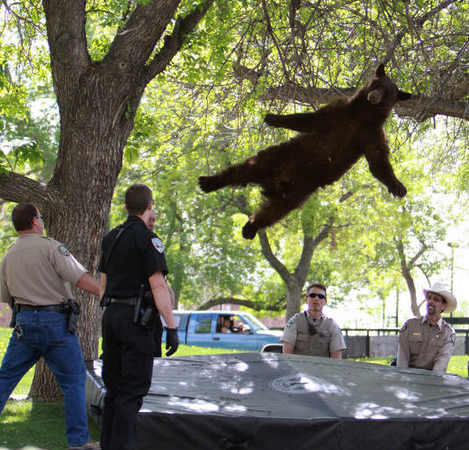 Dikkat! Ayı düşebilir - Resim: 4