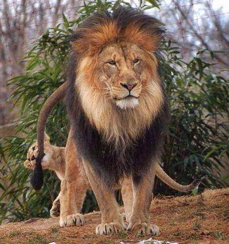 Fotoğrafta ilk gördüğünüz hayvan kişiliğiniz hakkında bilgi veriyor - Resim: 4