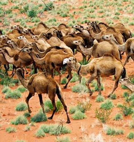 Avustralya'da deve terörü! - Resim: 3