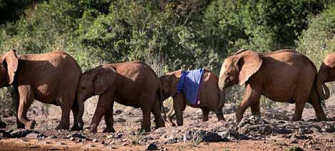 Yavru fillere bayılacaksınız - Resim: 1