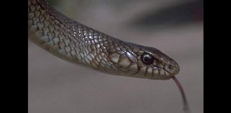 Bunları duydunuz mu? - Resim: 1