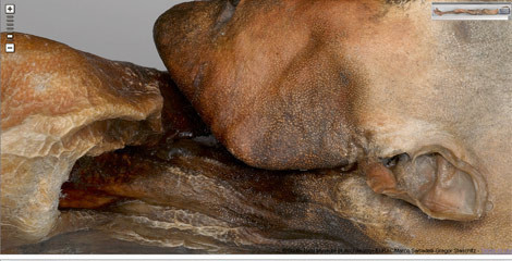 Cesedin her ayrıntısı internette - Resim: 3