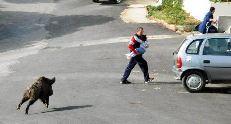 Domuz önüne gelene saldırdı - Resim: 2