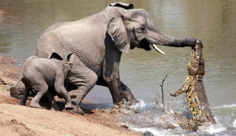Timsah yavru file saldırdı - Resim: 4