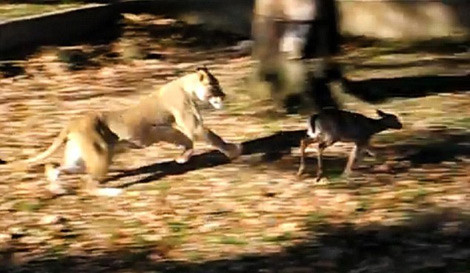 Aslan yavru geyiği böyle avladı - Resim: 1