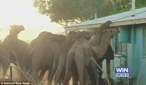 Avustralya'da deve terörü! - Resim: 1