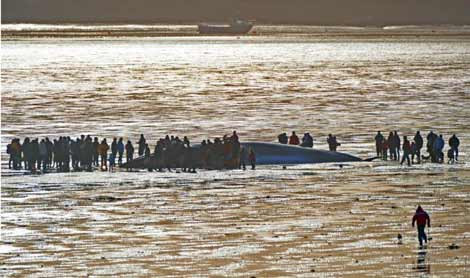 Dev yaratık yaşam savaşını kaybetti - Resim: 3