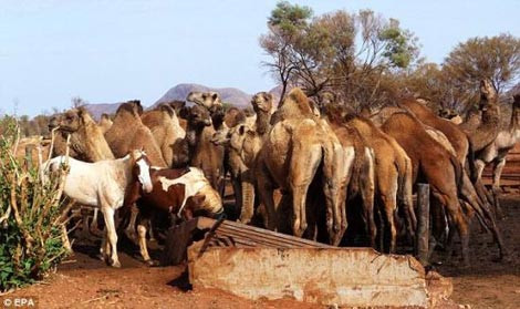 Avustralya'da deve terörü! - Resim: 4