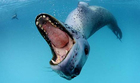 Su altında adım adım ölüm - Resim: 1