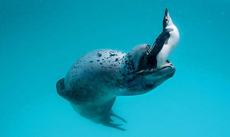 Su altında adım adım ölüm - Resim: 2