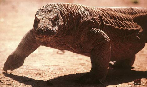 İnsanı ürperten ejder - Resim: 2