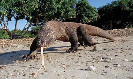 İnsanı ürperten ejder - Resim: 3