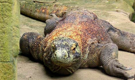 İnsanı ürperten ejder - Resim: 4