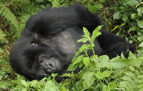 Sarhoş gorilin komik halleri - Resim: 4