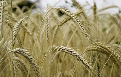 Zeka küpü besinler! - Resim: 4