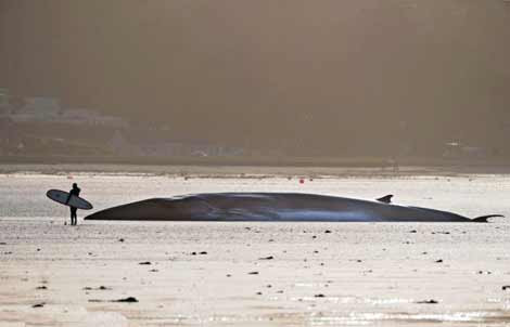 Dev yaratık yaşam savaşını kaybetti - Resim: 1