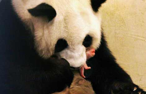 Yavru pandalar - Resim: 4