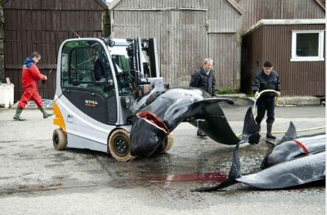 Bu görüntüleri yürek dayanmaz - Resim: 3