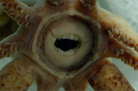 İnsan gibi dişleri var - Resim: 1