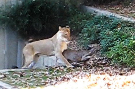 Aslan yavru geyiği böyle avladı - Resim: 3