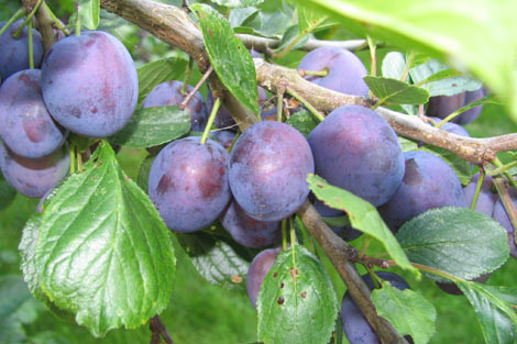 Sinire iyi gelen meyve! - Resim: 3