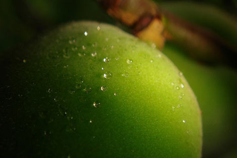 Sinire iyi gelen meyve! - Resim: 4