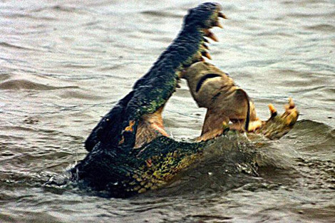 Doğanın vahşileri böyle kapıştı - Resim: 1