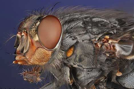 Microkozmoz sizi hayran bırakacak - Resim: 1