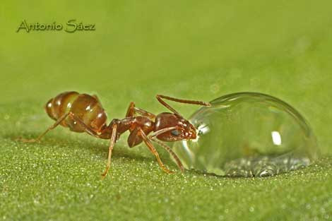 Microkozmoz sizi hayran bırakacak - Resim: 3