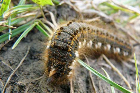 Microkozmoz sizi hayran bırakacak - Resim: 4